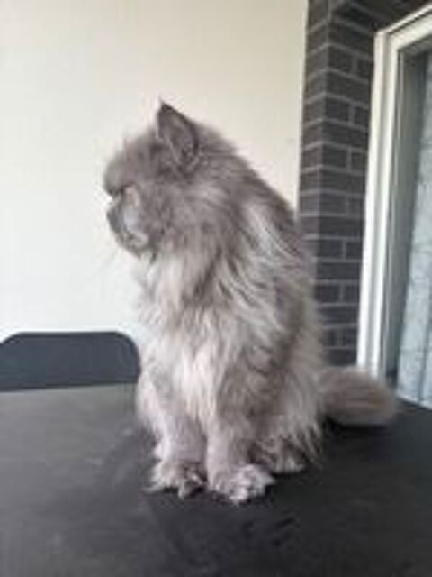   Prête chat mal pour saillie.  