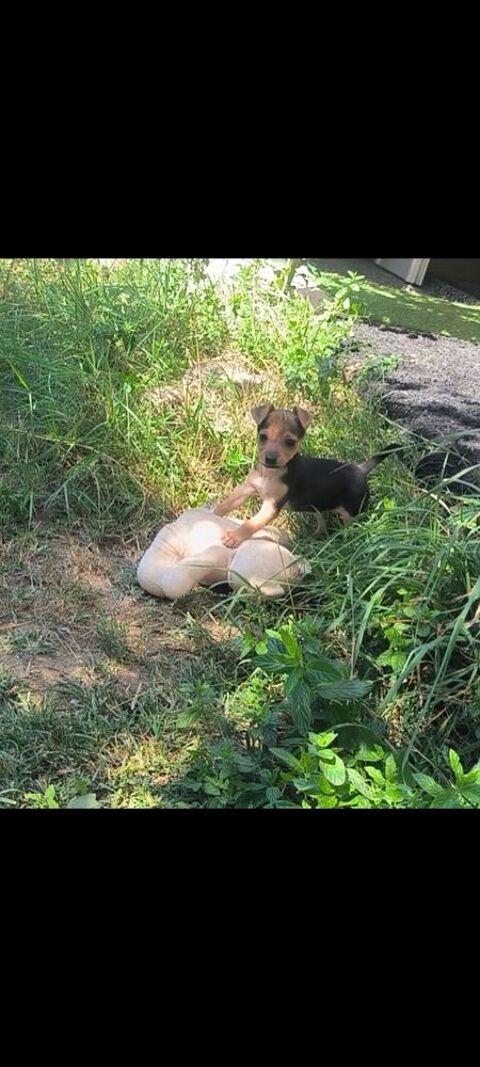 Chiot femelle crois&eacute; chihuahua 800 84120 Pertuis