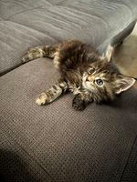   Femelle type Maine coon 
