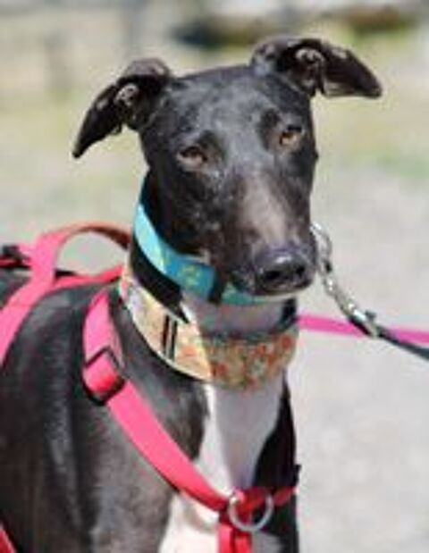   HARRISON, beau galgo noir au poitrail blanc 