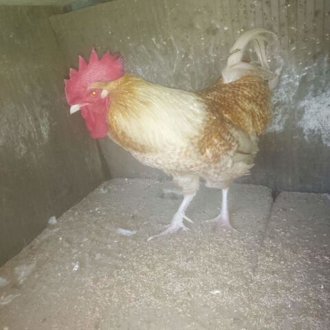  coq 10 72300 Sabl-sur-sarthe