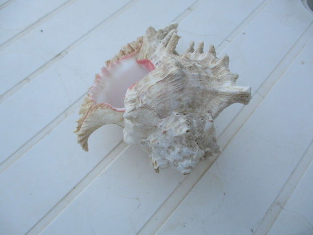 coquillage 