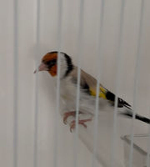   Canari major 