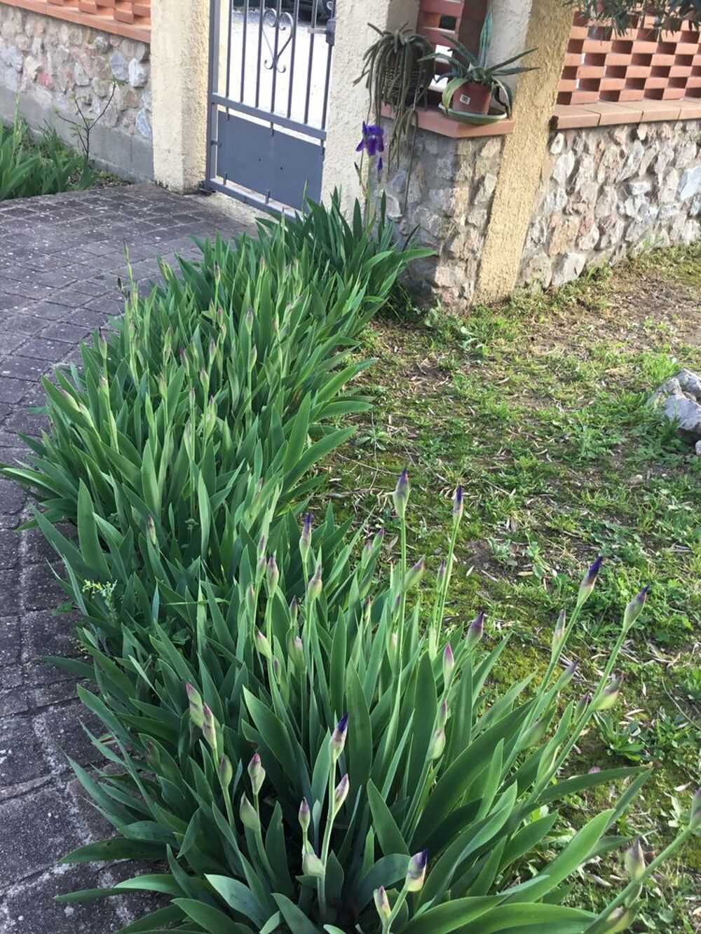 Iris Violets en Floraison,&agrave; venir voir et choisir sur place Jardin