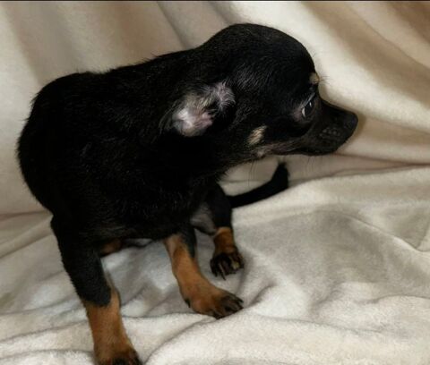 Chihuahua 600 75012 Paris