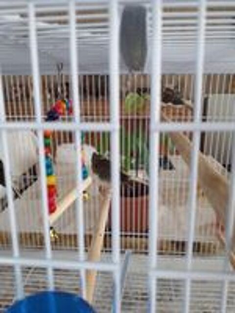   cage avec 4 canaris 
