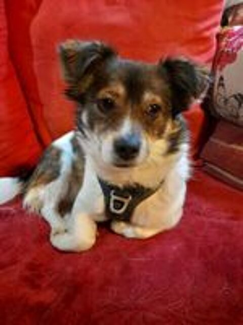   Kent à l'adoption  