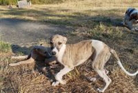    WHIPPETS  lof 