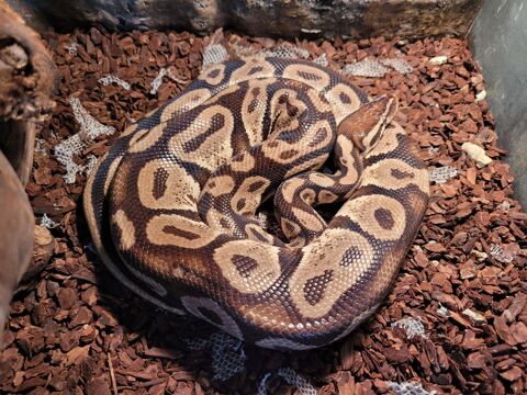 très beau python pastel 120 60230 Chambly