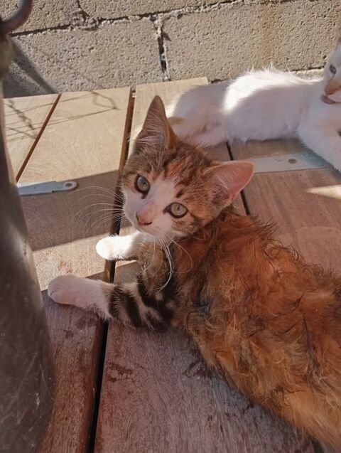 Chaton &agrave; adopter 155 14250 Chouain