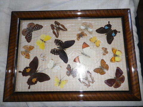Tableau de 20 papillons naturaliss, collection d'entomologi 70 Fontenay-le-Fleury (78)