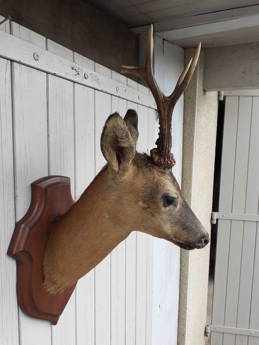 t&ecirc;te de chevreuil Décoration