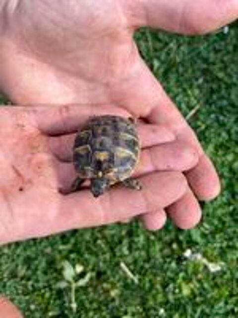   Tortue HERMANN 