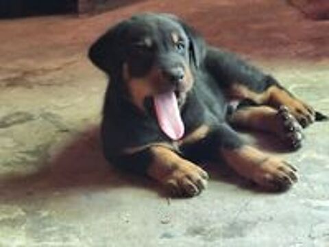   Chiots Berger de Beauce 