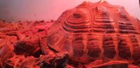   RECHERCHE TORTUES FEMELLES A ACHETER  