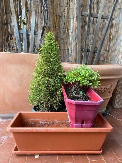 ensemble jardinires et plante 25 La Grande-Motte (34)