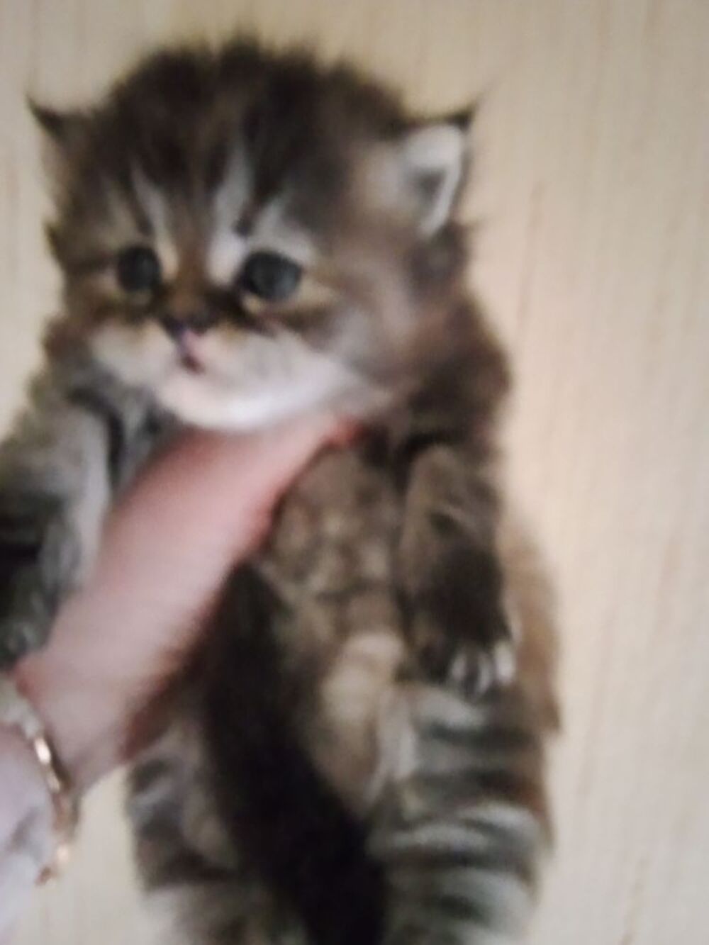   Main coon 