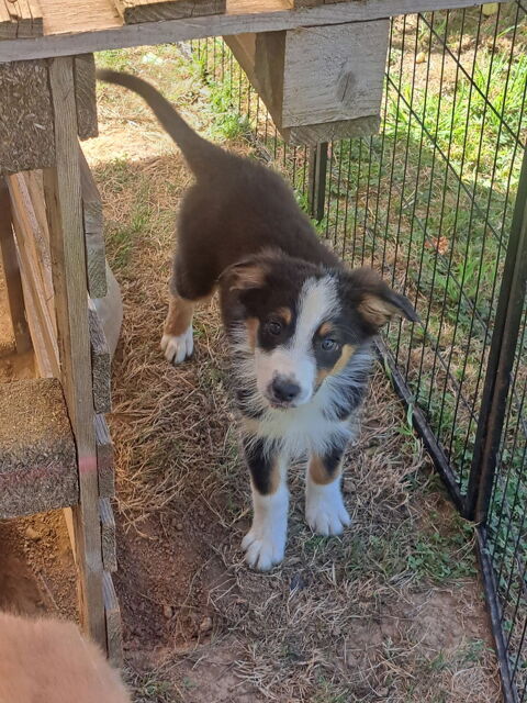 Chiots berger australien non lof 550 19450 Chamboulive