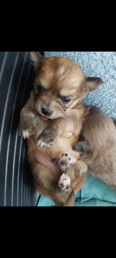 Chihuahua &agrave; poils longs 800 14100 Lisieux