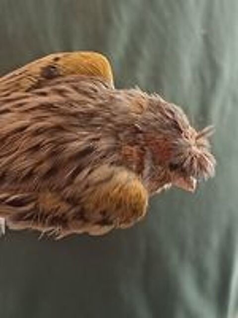   Canari arlequin portugais  