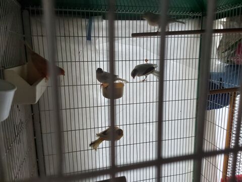 Canari 25 62970 Courcelles-ls-lens