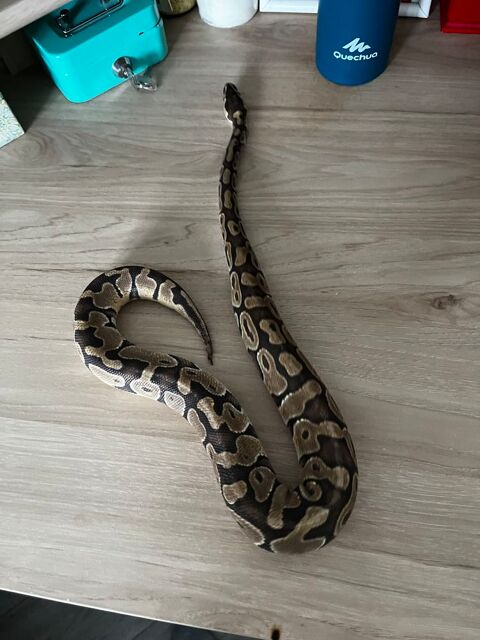 Python royale 50 31200 Toulouse