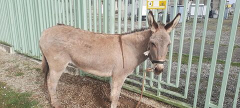 &Acirc;nesse cotentine 820 61000 Alen�on