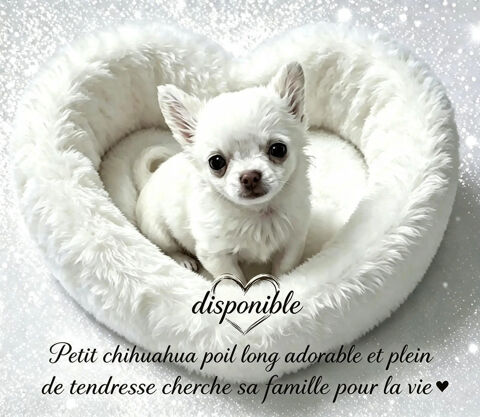 chiot chihuahua LOF &agrave;   poil long disponible - petit gabarit 2000 49000 Angers