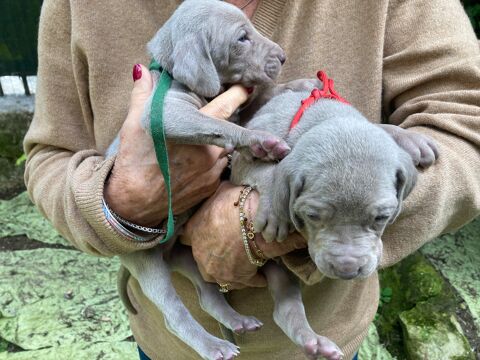 Chiots braque de Weimar LOF 1200 41800 Troo