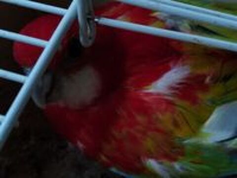   Omnicolore opaline dor� b19 