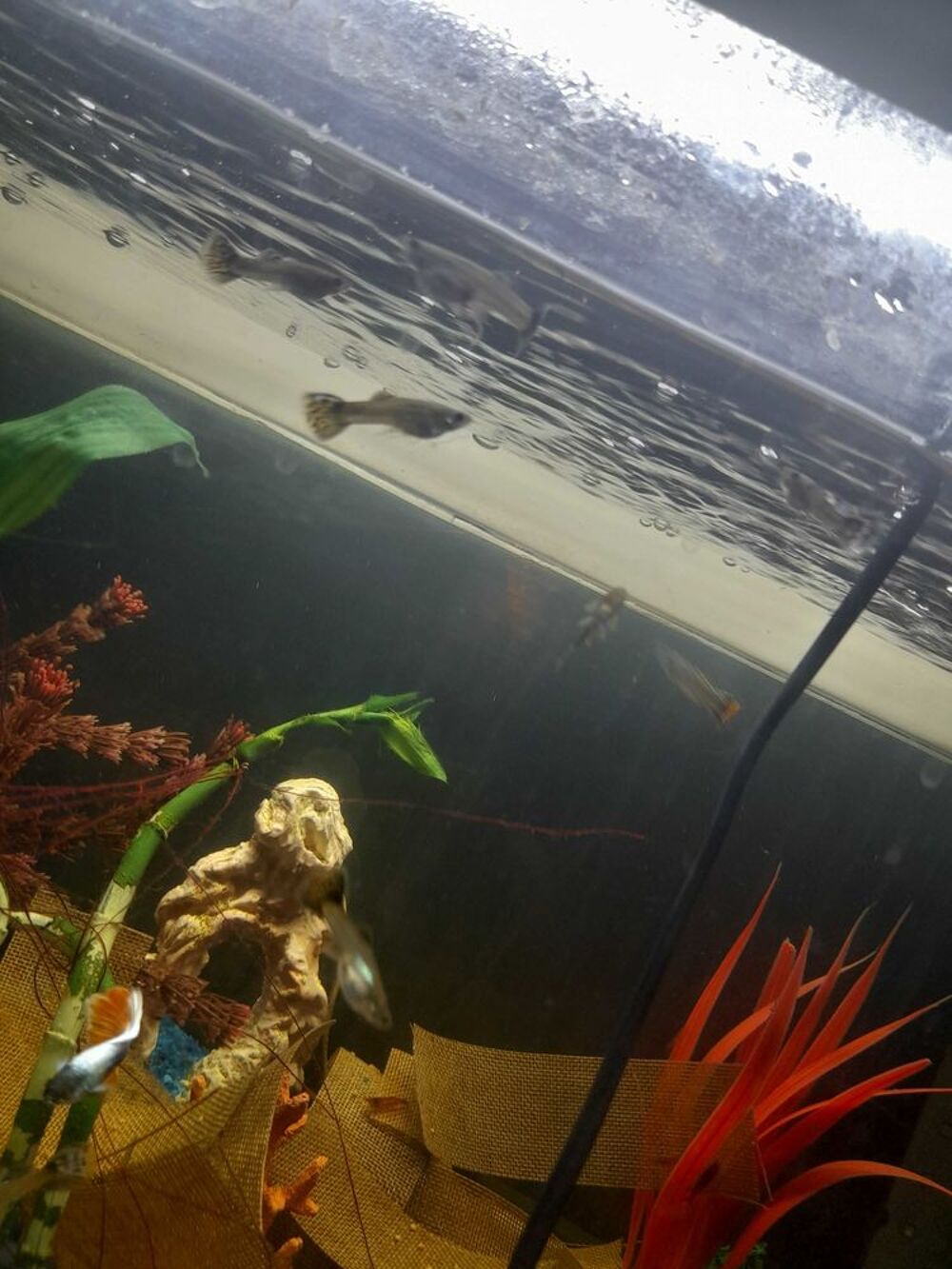 guppy male et femelle.. crevettes red cherry male ou femelle.. ancistrus male adulte noir ou orange. 