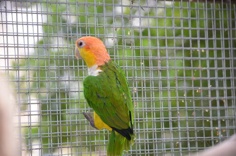 Couple de ca&iuml;ques &agrave; t&ecirc;te orange 1500 35310 Bréal-sous-montfort