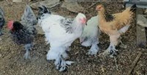   Poulets et poulettes BRAHMA 

