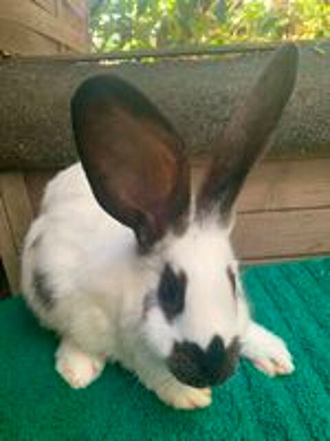   Beau lapin Géant Papillon 