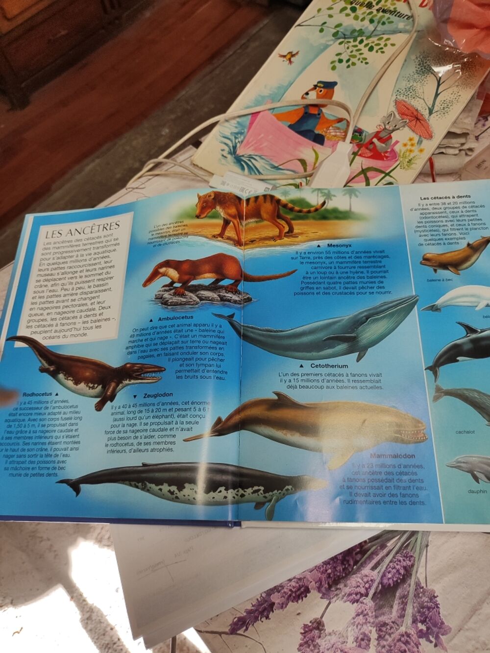 superbe livre neuf les baleines 