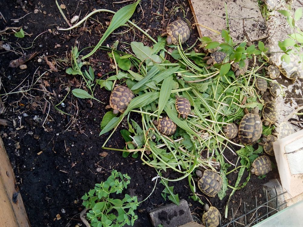   Tortues de terre  