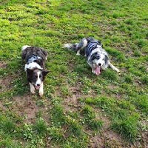   Chiots border collie noir et blanc/ blue merle 