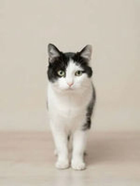   Felix chat adorable et tres calin cherche famille a adopter 