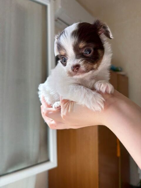 Adorable  chihuahua 1000 66000 Perpignan