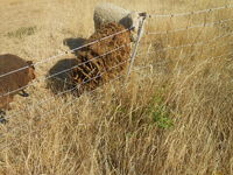   mouton ouessant 