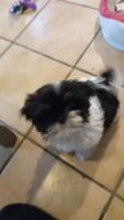   Recherche chiot femelle petite taille  