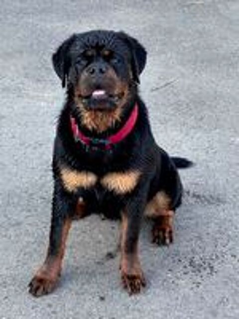   ROTTWEILER LOF gros gabarit  