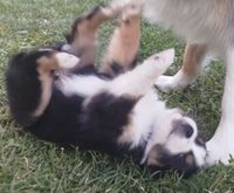   Chiot mâle berger australien LOF  