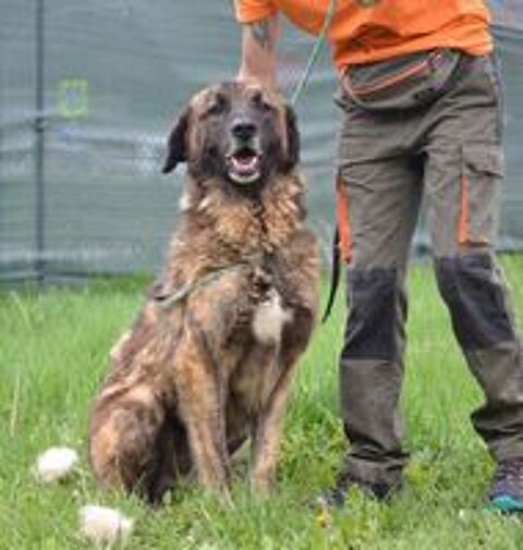   Galindo 4 ans, une merveille de chien (sociable chiens et chats) 
