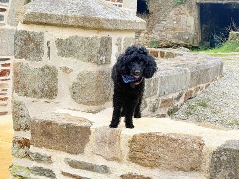 FEMELLE CANICHE NAIN NOIRE RECHERCHE MÂLE  POUR SAILLIE 1 59155 Faches-thumesnil