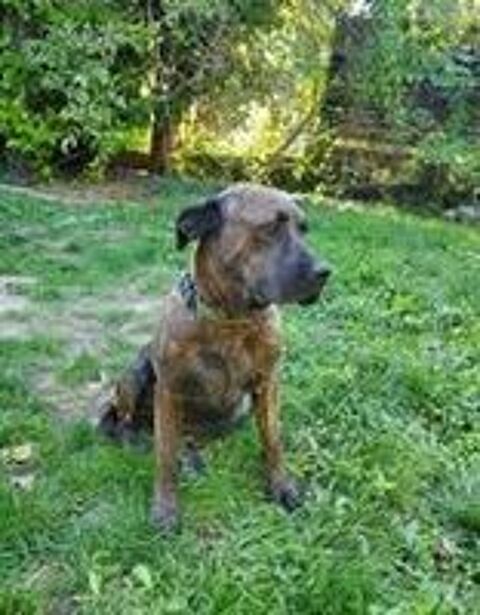   Chien RUBY � l adoption 