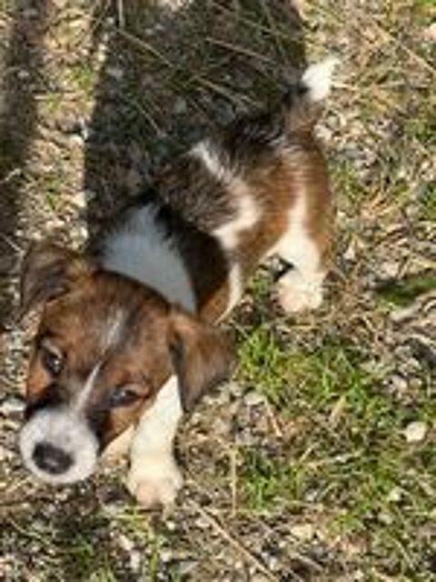  Chiots Fox mâle  