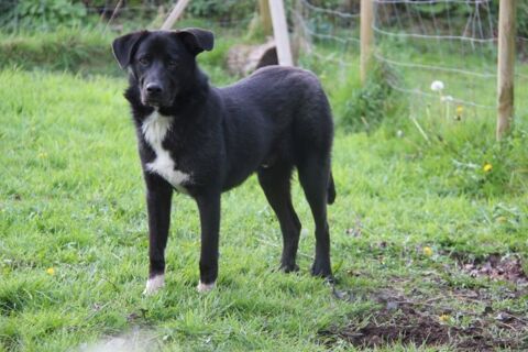 BONZO crois&eacute; border collie n&eacute; le 09/07/2025 300 29530 Landeleau