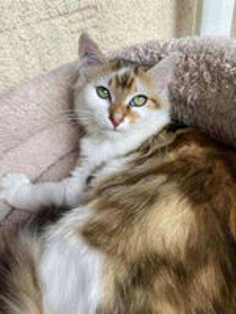   Jules gentil chat 6 mois cherche famille 