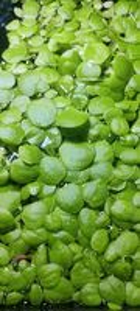   Lot de Plantes de surface pour aquarium/Limnobium laevigatum 